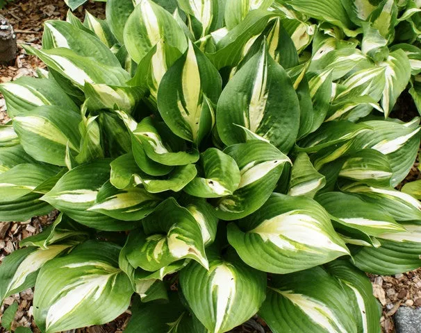 American Sweetheart Hosta