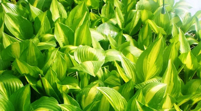 American Sweetheart Hosta