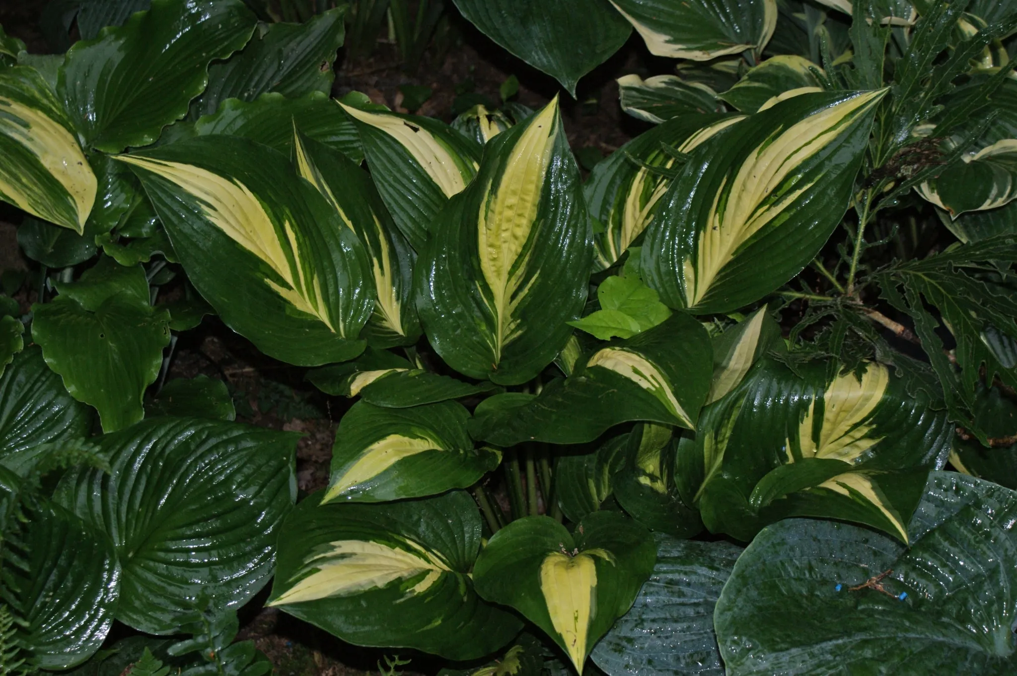 American Sweetheart Hosta