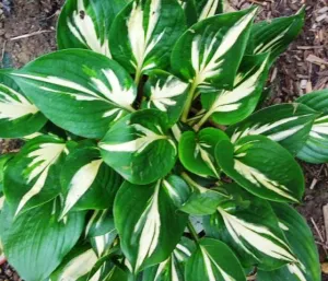 Americana Hosta