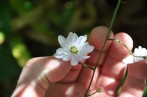 Anemonopsis macrophylla 'Double Flower'