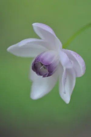 Anemonopsis macrophylla