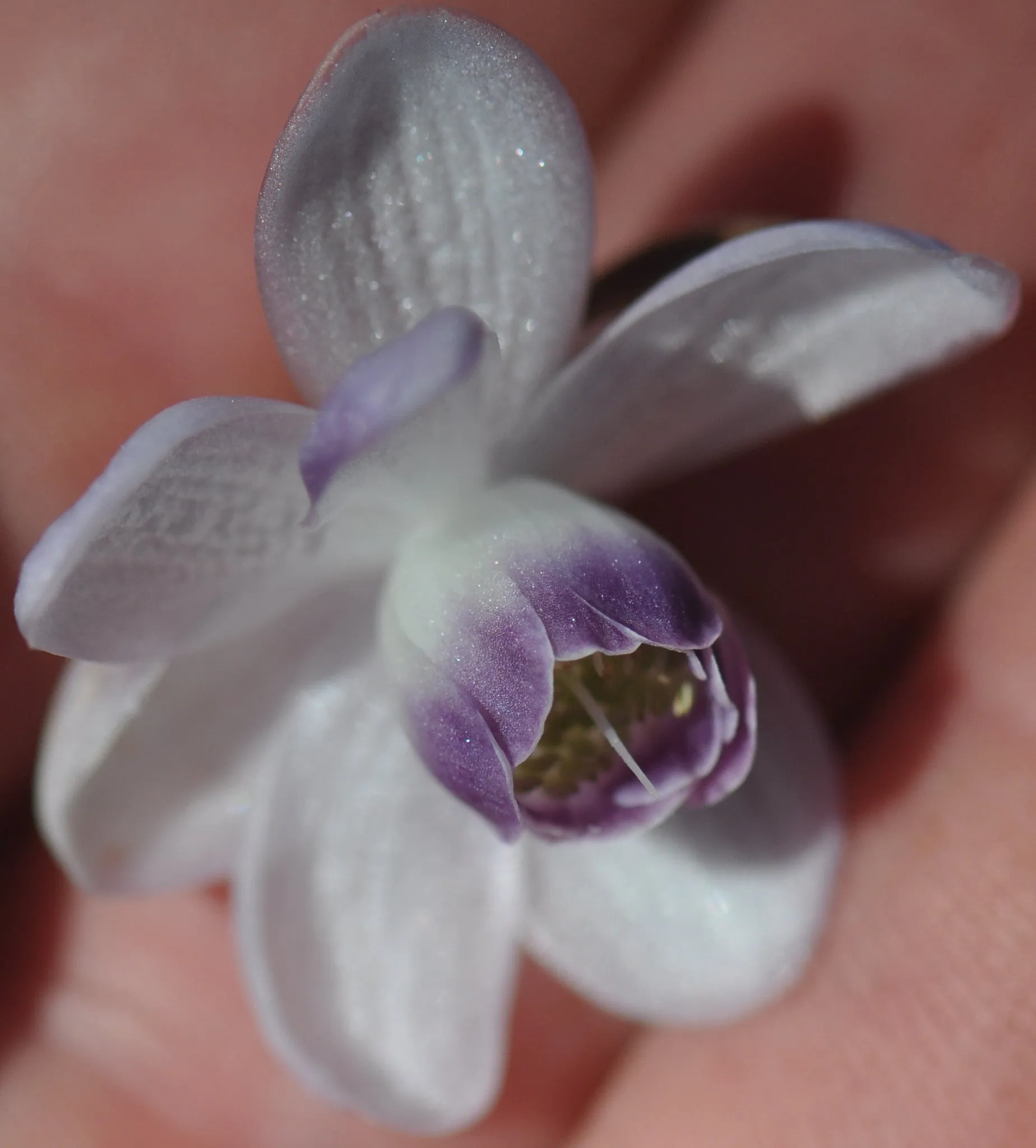 Anemonopsis macrophylla