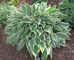 Angelique Hosta