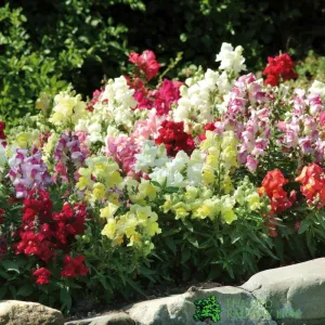 Antirrhinum Appeal Mixed Bedding Plug Plant 20 Cells