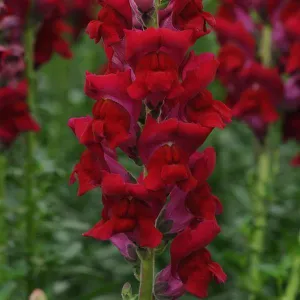 Antirrhinum Potomac Red Flower Seeds