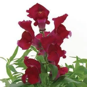 Antirrhinum Snapshot Red Flower Seeds