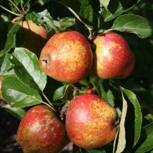 Apple Tree 'Kidd's Orange Red' Fruit Tree 12Ltr Pot