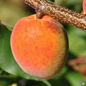 Apricot 'Katy' Bareroot