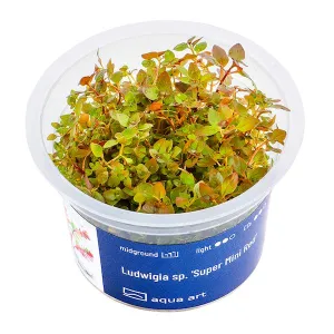 Aqua Art Ludwigia sp.'Super Mini Red'