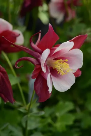 Aquilegia F1 Earlybird Red White Seeds