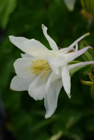 Aquilegia F1 Earlybird White Seeds