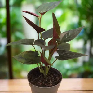 Arrowhead Vine 'Red Arrow' (Syngonium 'Red Arrow')