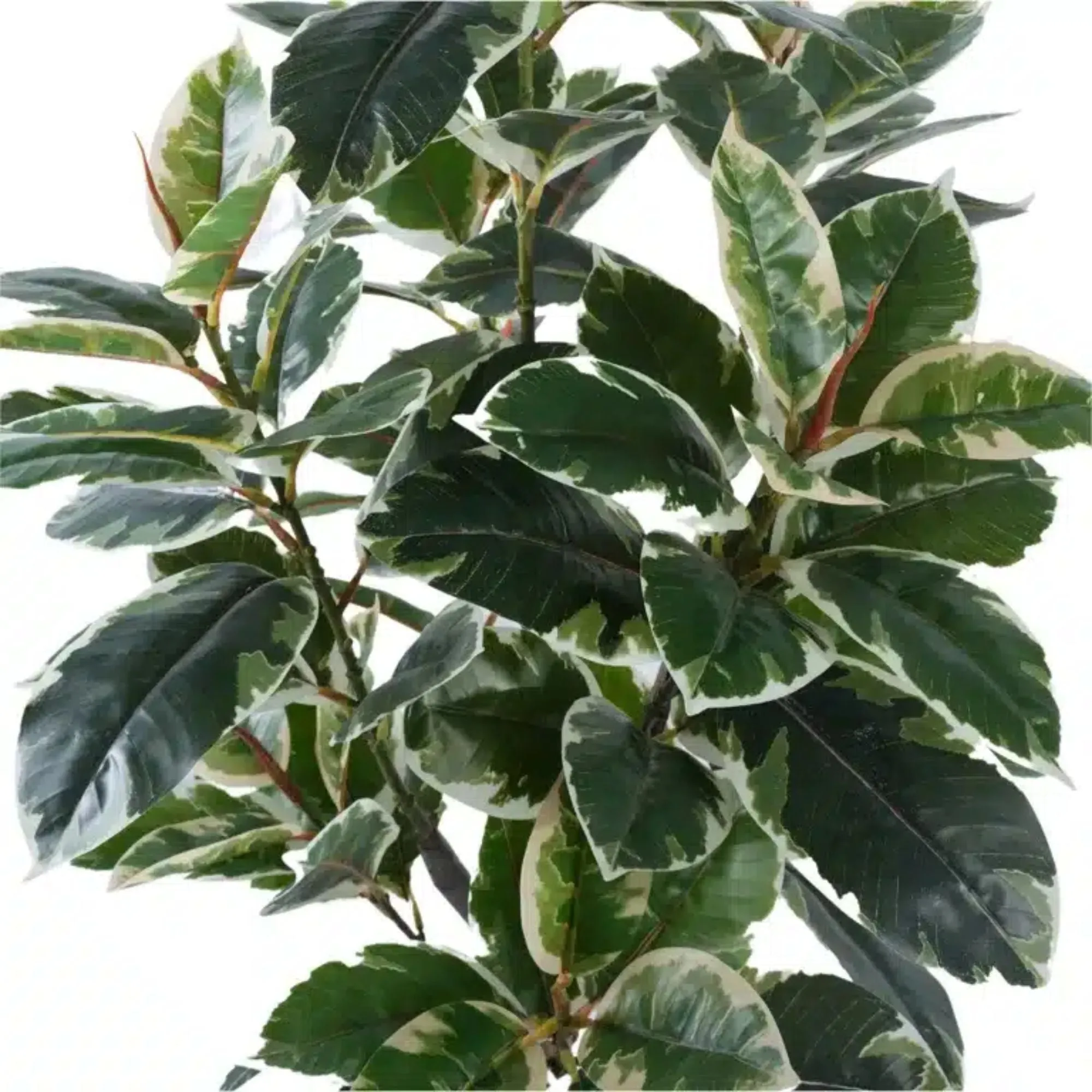 Artificial Bushy Variegated Ficus Tree (Rubber Tree) 120cm