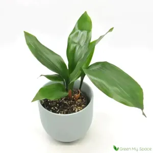 Aspidistra elatior (Cast Iron Plant)