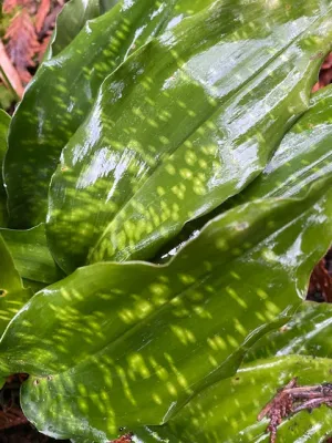 Aspidistra zongbayi DJHC836