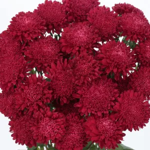 Aster Bonita Scarlet Flower Seeds