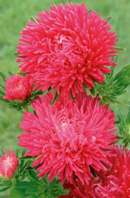 Aster Gala Scarlet Flower Seeds