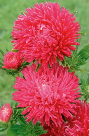 Aster Gala Scarlet Flower Seeds