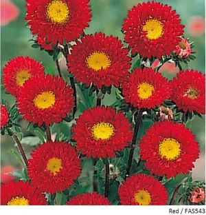 Aster Kurenai Red Flower Seeds