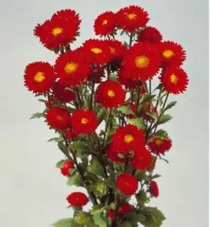 Aster Matsumoto Red Flower Seeds