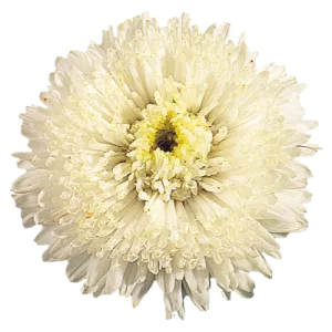 Aster Standy Creamy White Flower Seeds