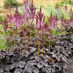 Astilbe Dark Side of the Moon