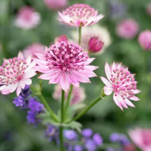 Astrantia Gracilis 9cm