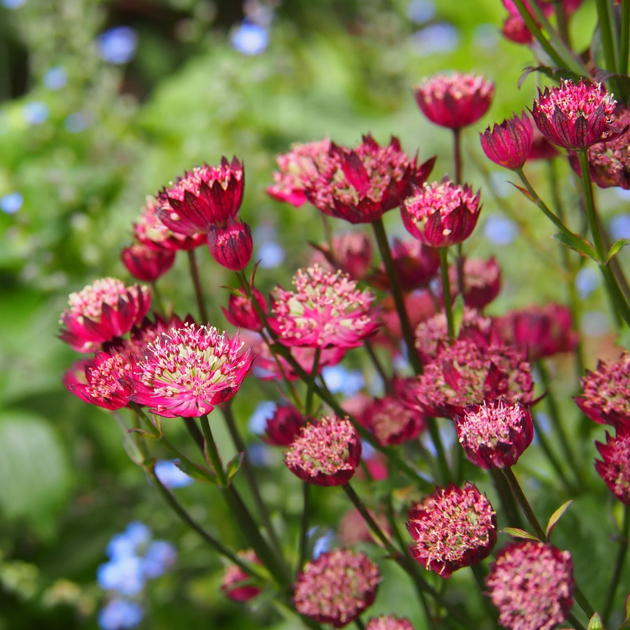 Astrantia Moulin Rouge 9cm