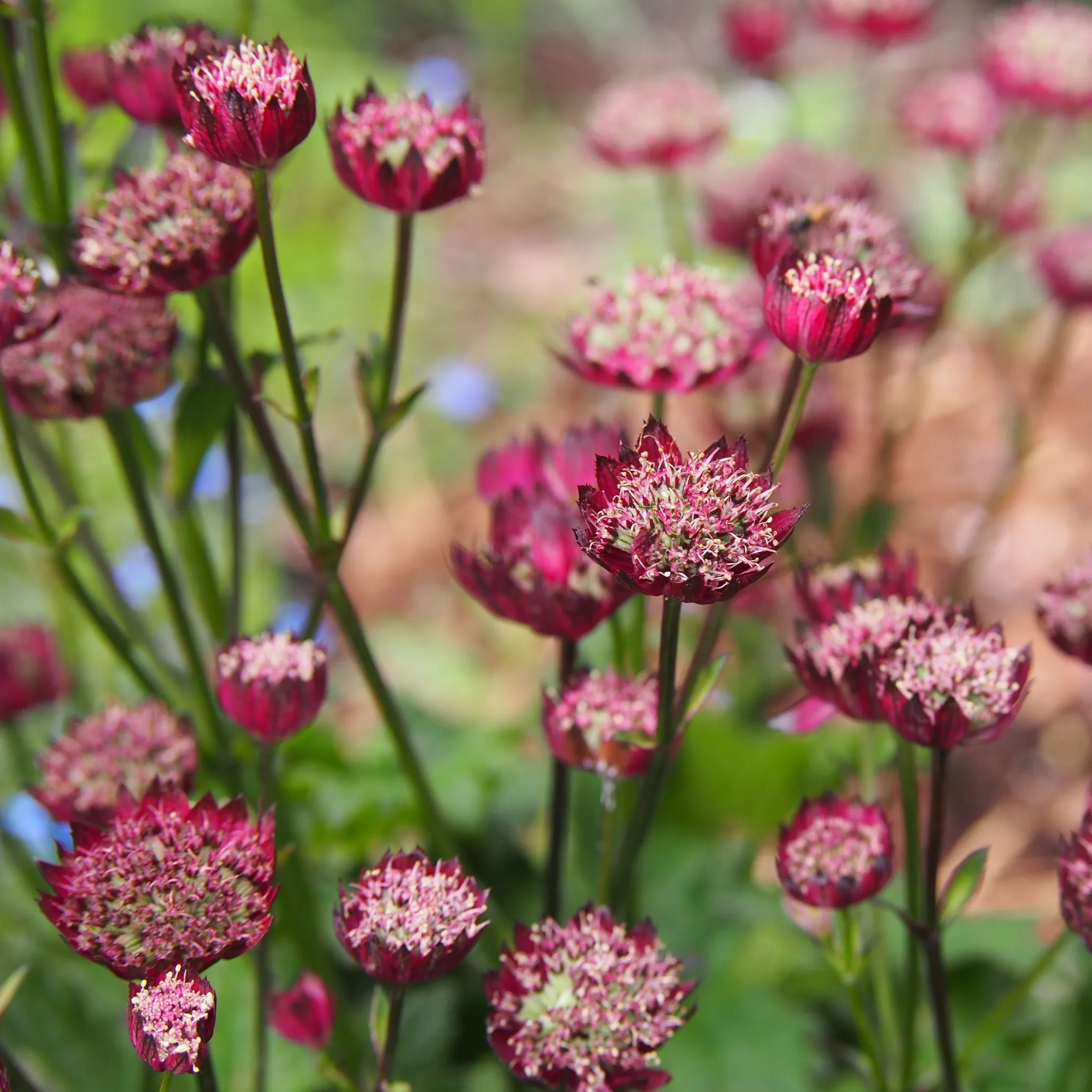 Astrantia Moulin Rouge 9cm