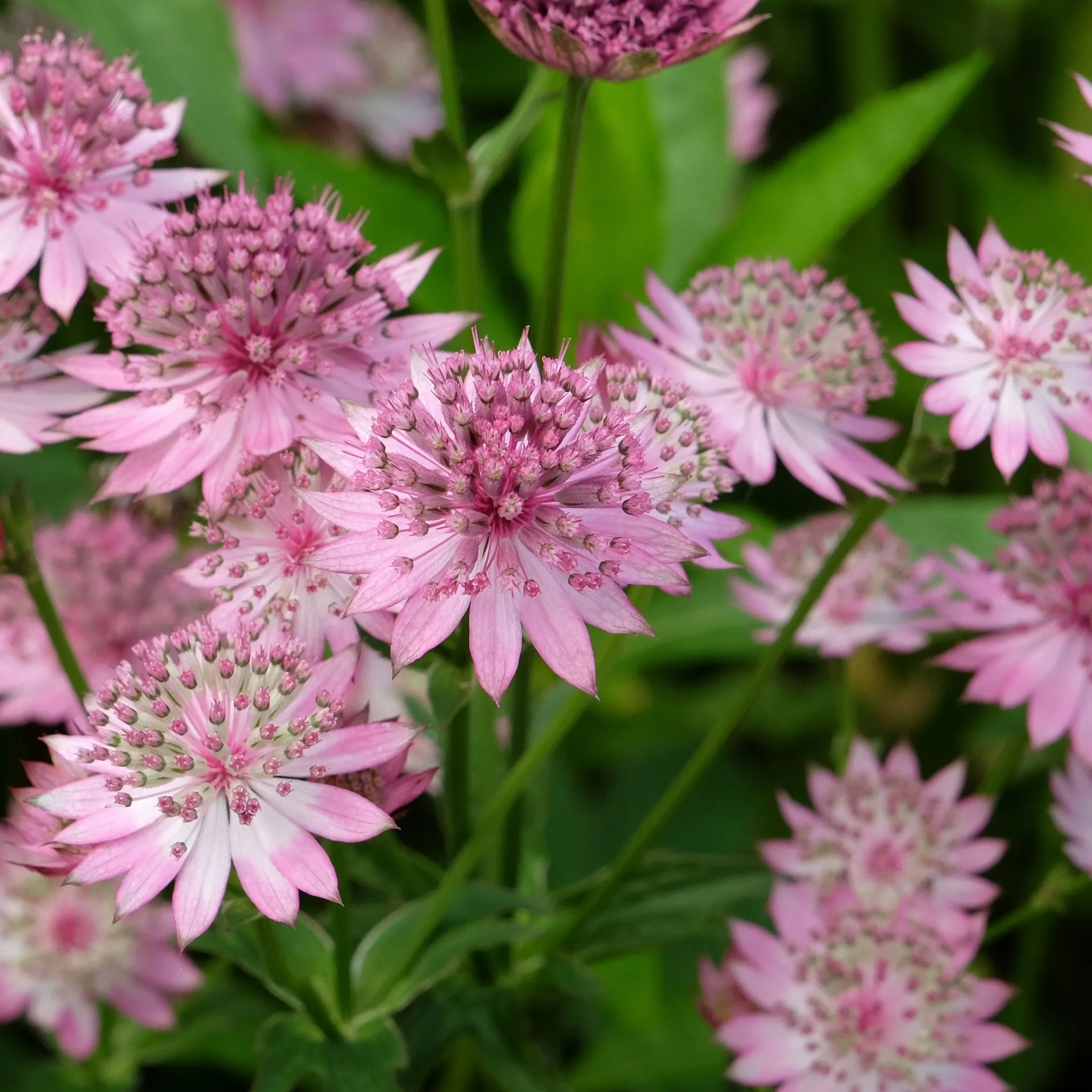 Astrantia Roma 9cm