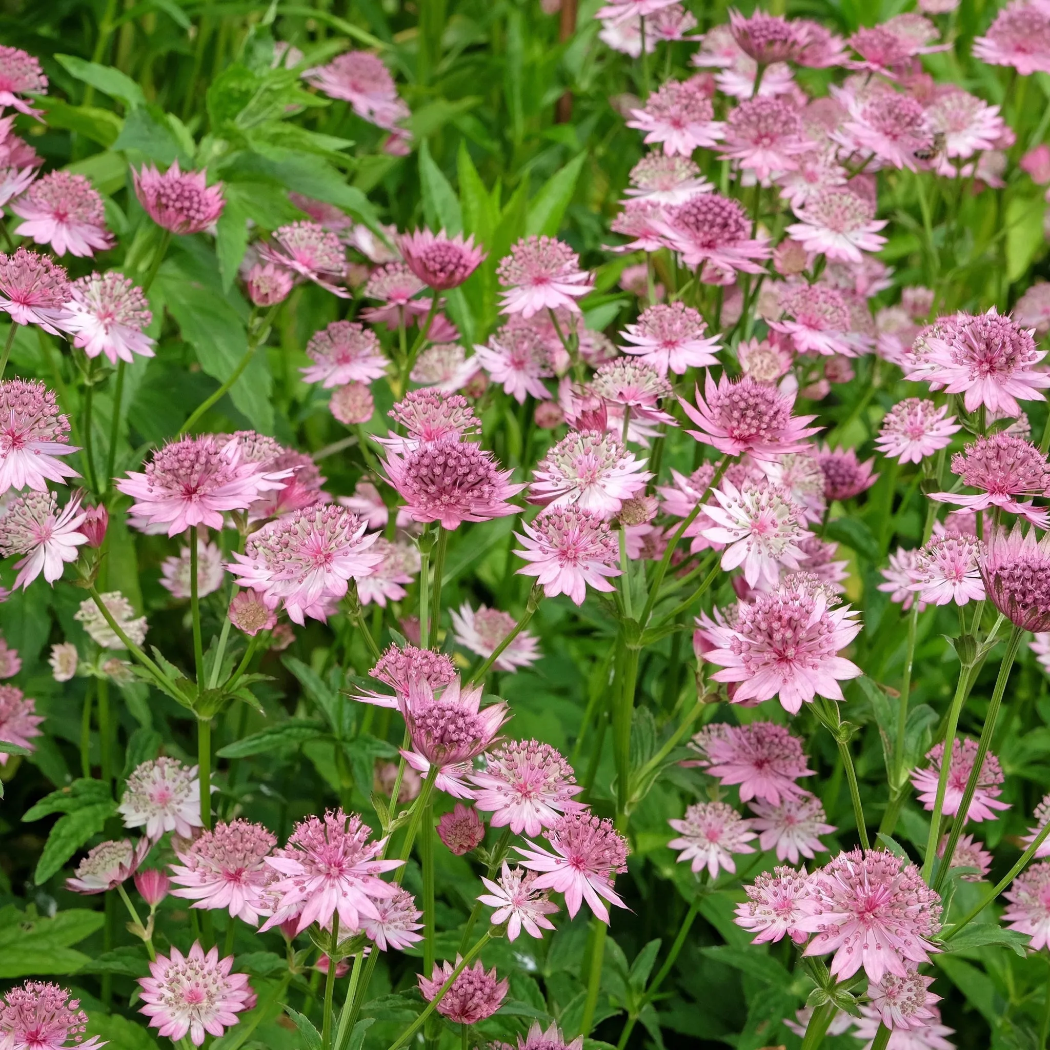 Astrantia Roma 9cm