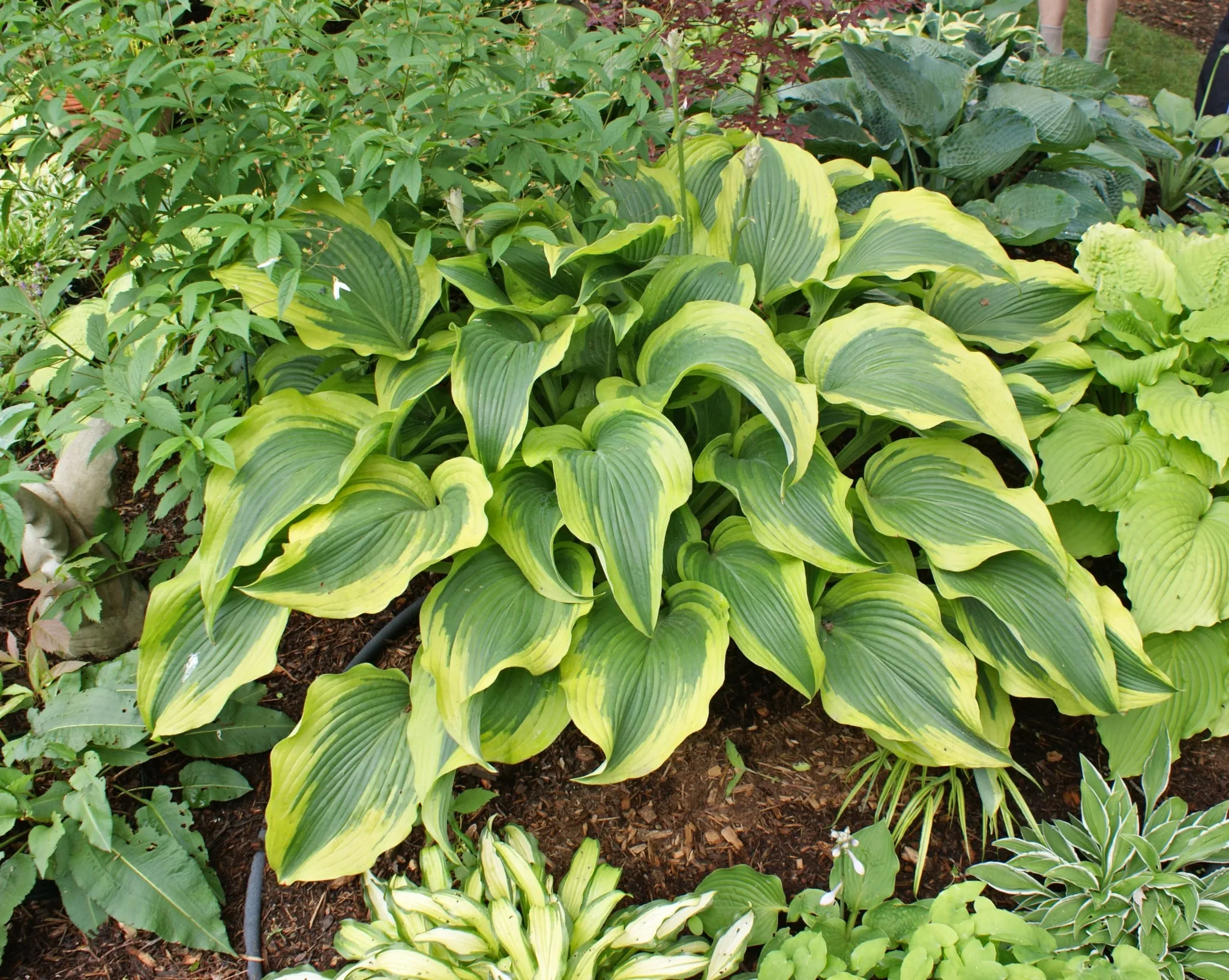 Atlantis Hosta PP17,093