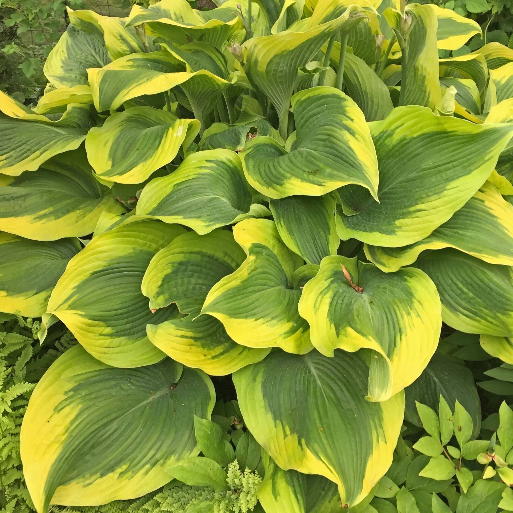 Atlantis Hosta PP17,093