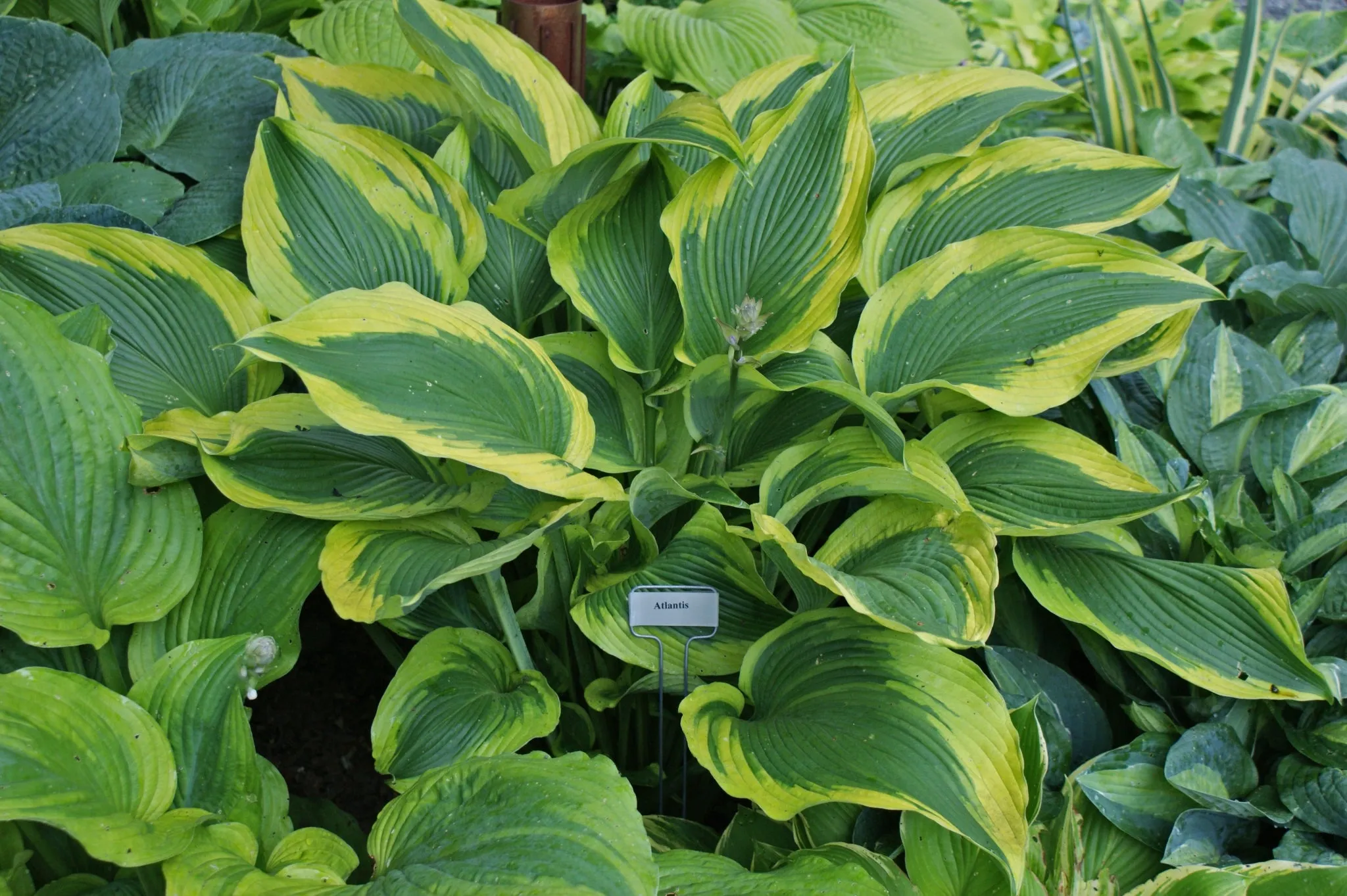 Atlantis Hosta PP17,093