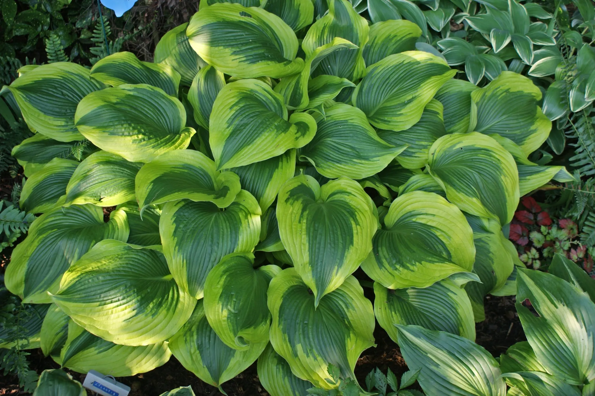 Atlantis Hosta PP17,093