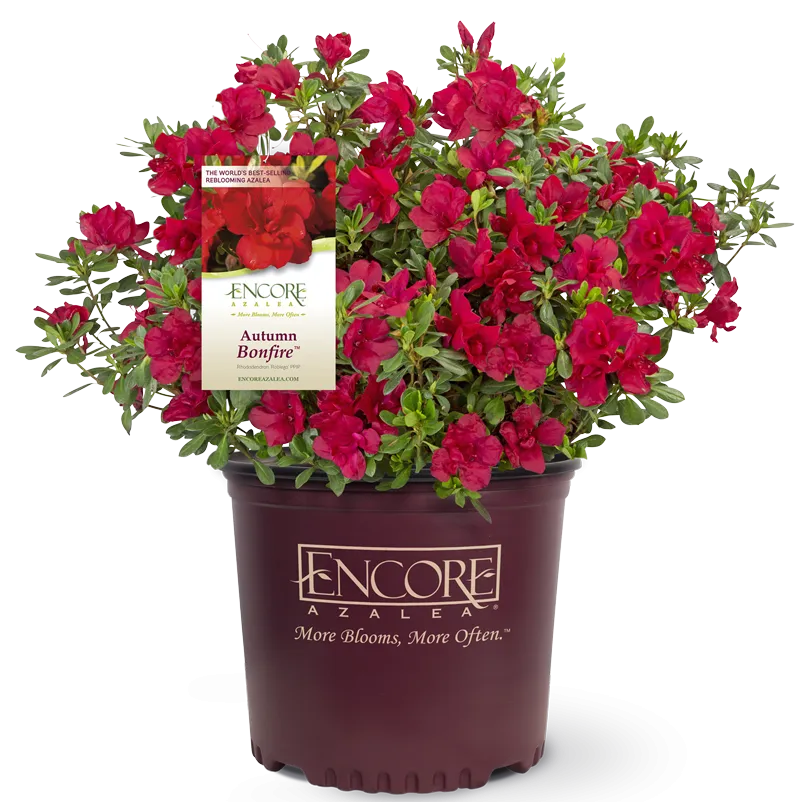 Autumn Bonfire® Encore® Azalea