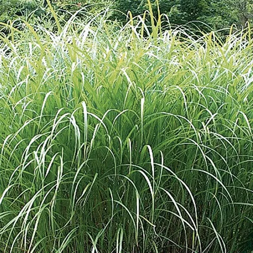 Autumn Light Maiden Grass