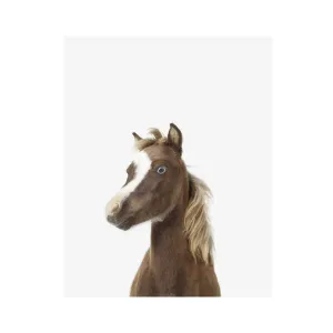 Baby Horse Little Darling Print