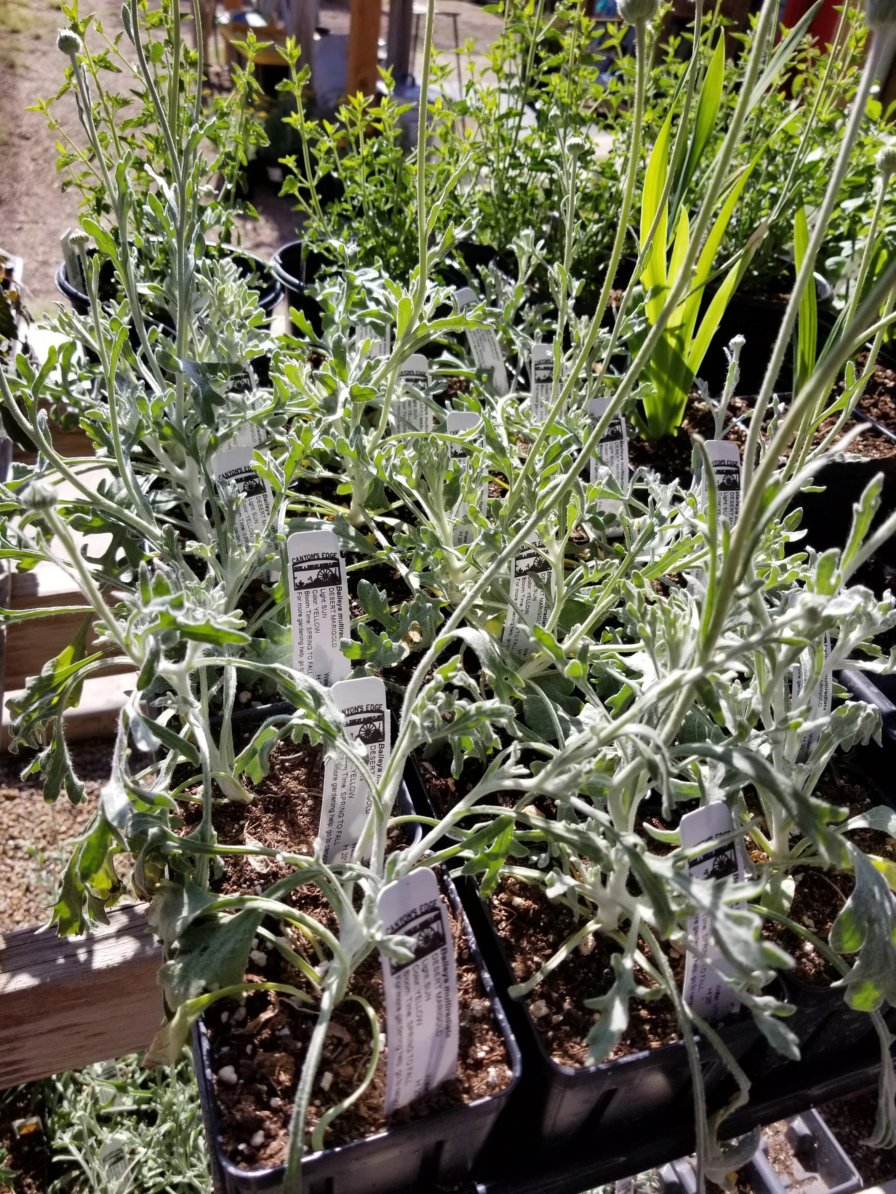 Baileya multiradiata - DESERT MARIGOLD