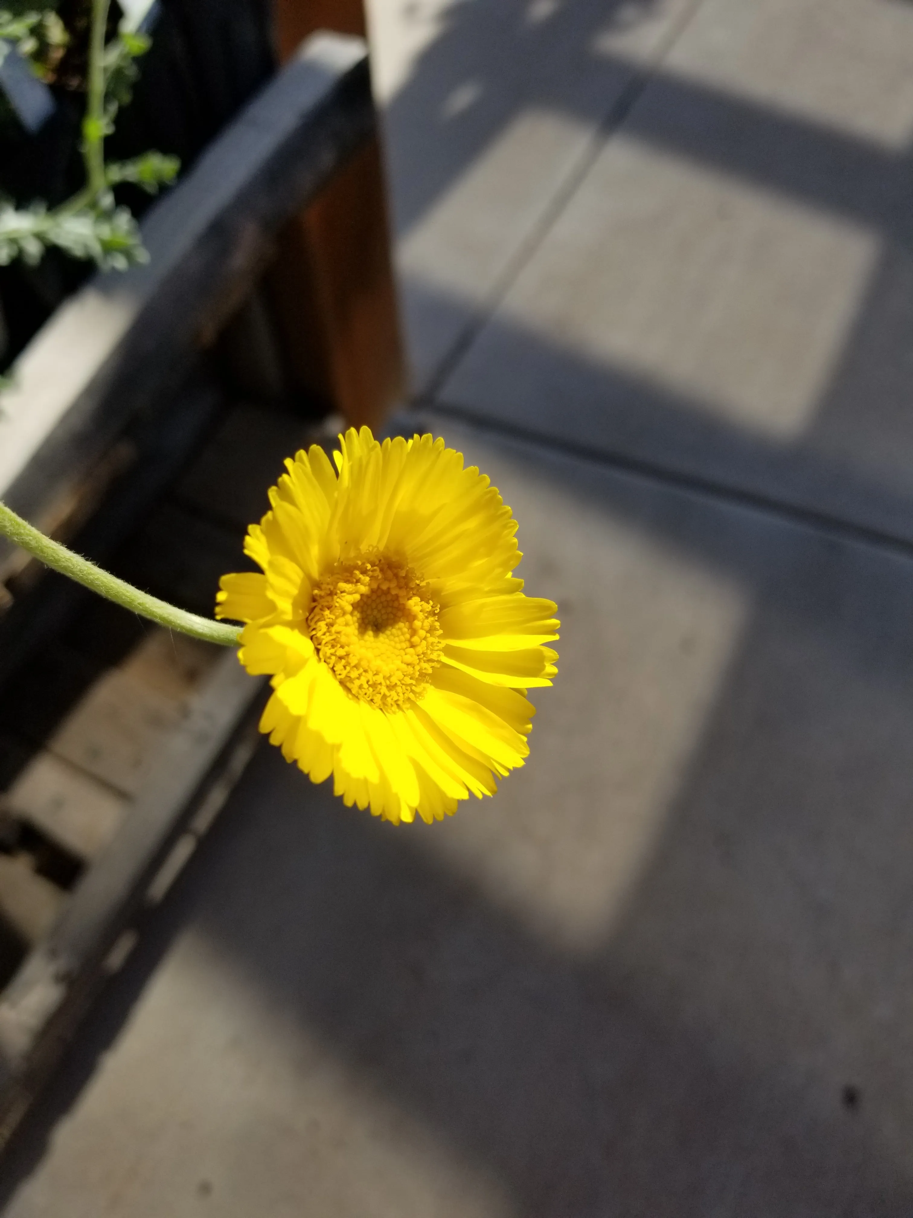 Baileya multiradiata - DESERT MARIGOLD