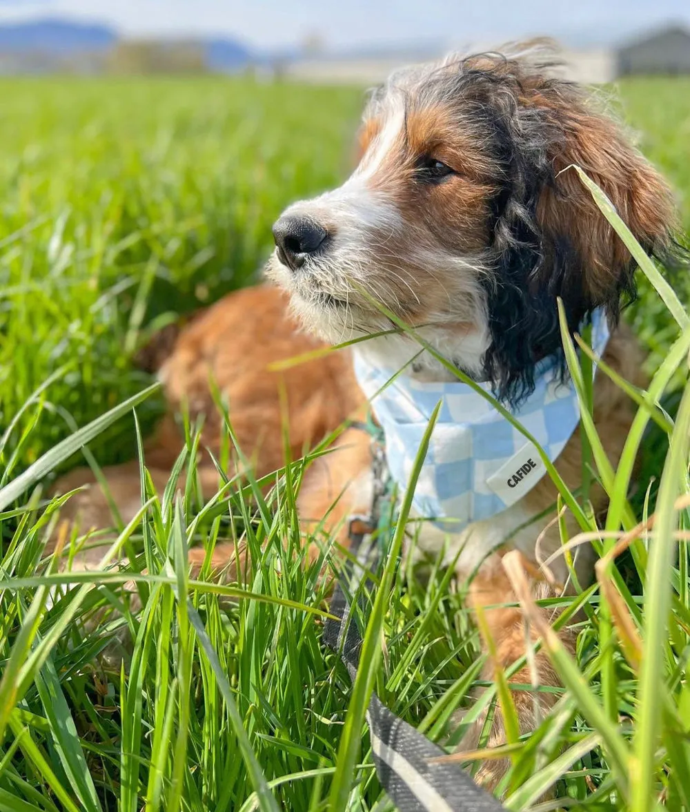 Bandana Perro Diseño Vichy Azul, Nata