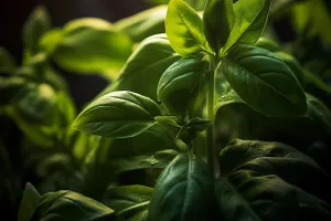 Basil Fragrance Oil