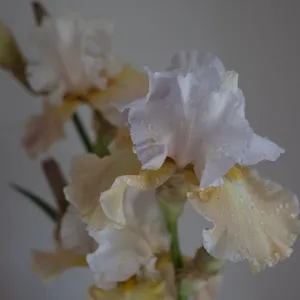 Bearded Iris 'Heaven and Earth'