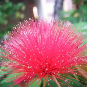 Beautiful Blooms and Fluffy Foliage | Discover the Magic of Calliandra Hybrida Powderpuff Hybrid