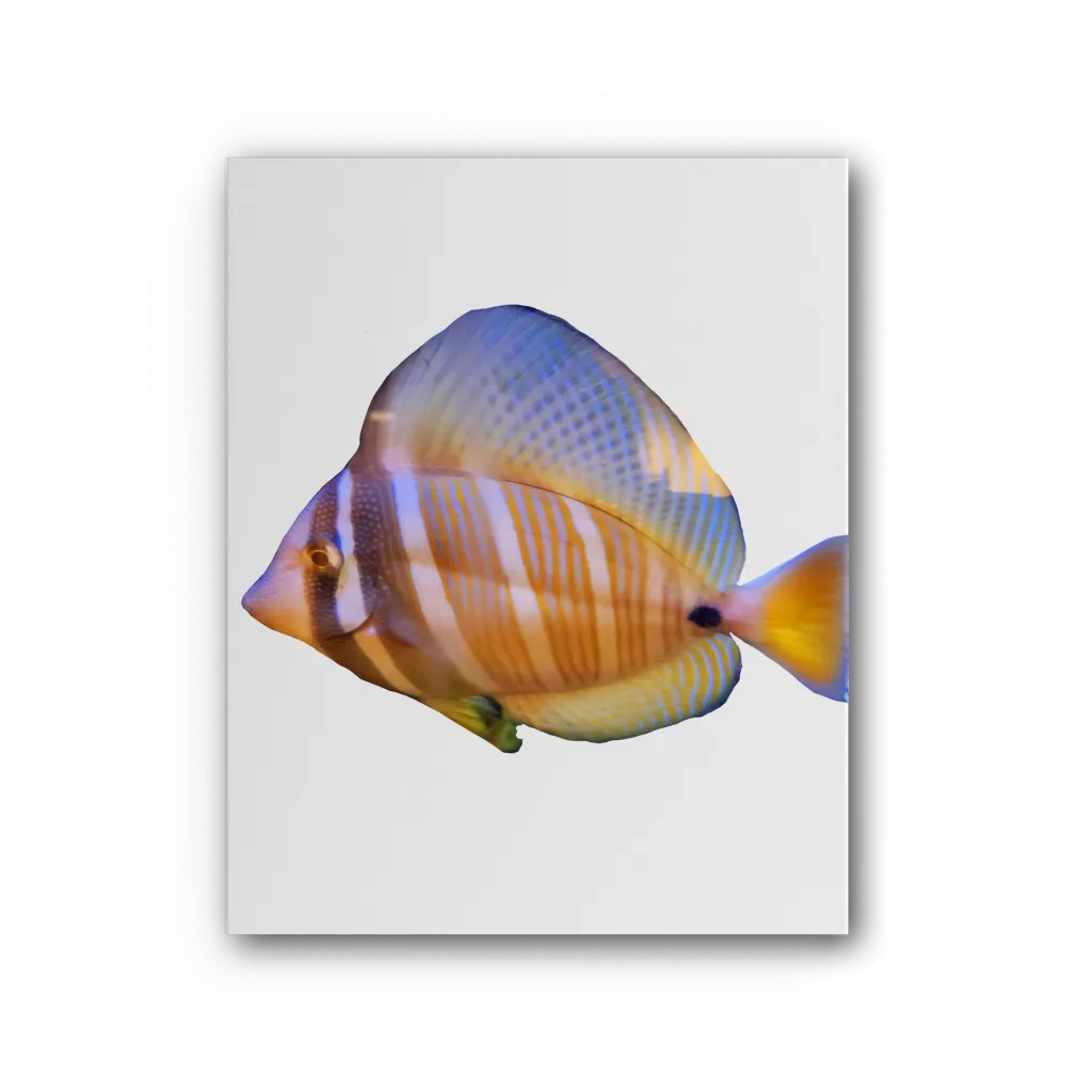 Beautiful Colored Fish Premium Stretched Canvas