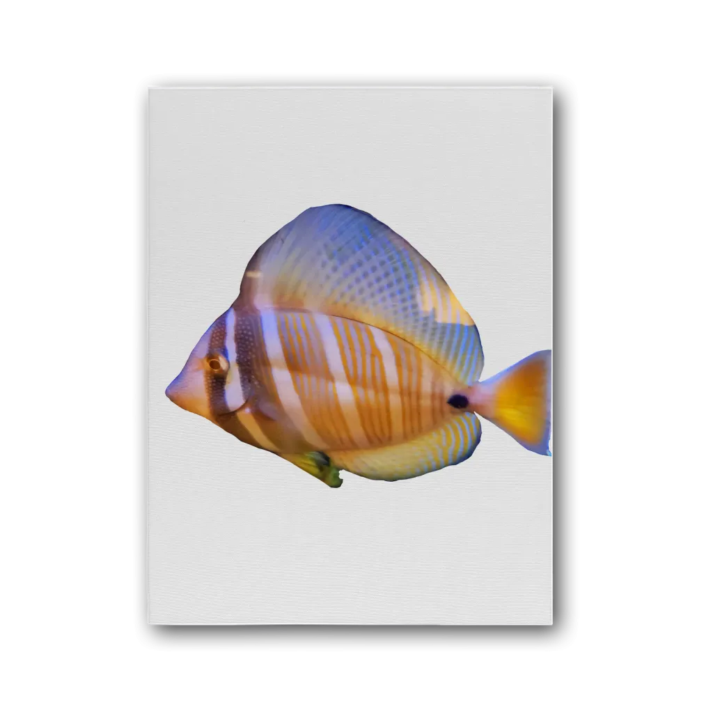 Beautiful Colored Fish Premium Stretched Canvas