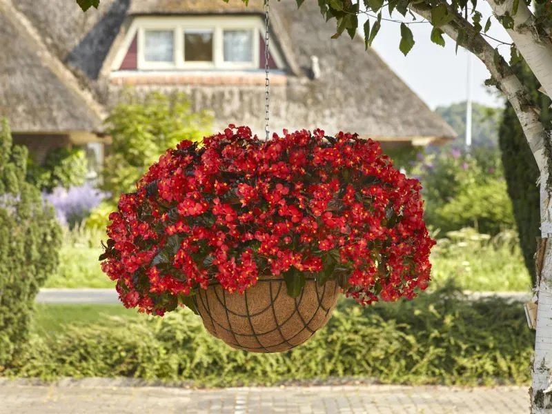 Begonia Hula Red Seeds