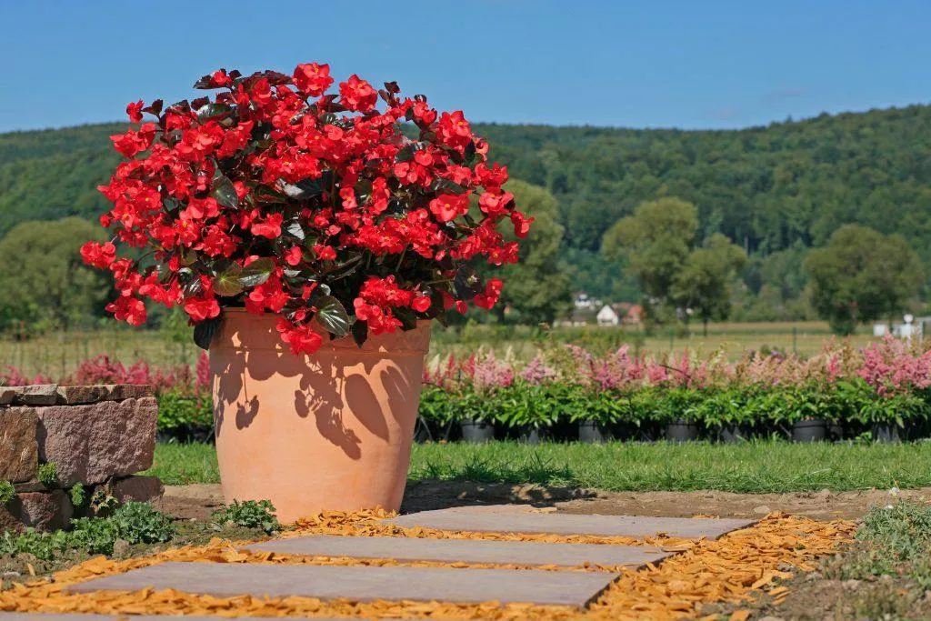 Begonia Interspecific Big Deluxxe Red Bronze Leaf Flower  Seeds