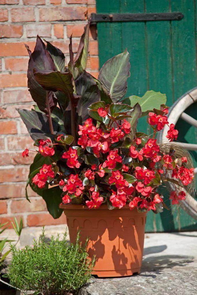 Begonia Interspecific Big Deluxxe Red Bronze Leaf Flower  Seeds